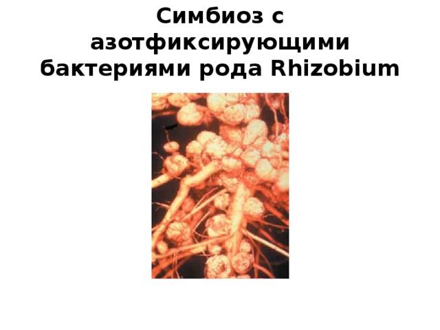 Симбиоз с азотфиксирующими бактериями рода Rhizobium 