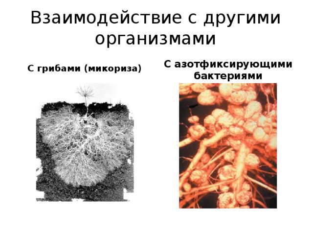 Взаимодействие с другими организмами С грибами (микориза) С азотфиксирующими бактериями 