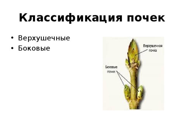 Классификация почек. Верхушечные и боковые почки. Верхушечные почки растений. Классификация почек растений. Боковые и придаточные почки.