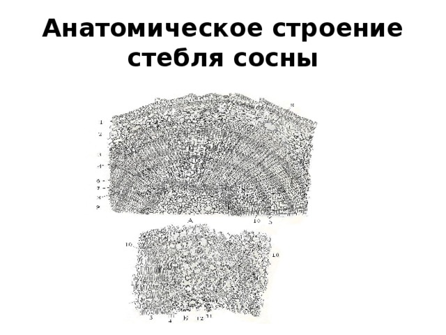 Тест строение стебля. Строение стебля сосны. Анатомическое строение стебля сосны обыкновенной. Анатомическое строение стебля хвойных. 35. Анатомическое строение стебля сосны.