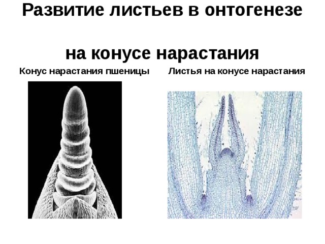 Развитие листьев в онтогенезе  на конусе нарастания Конус нарастания пшеницы Листья на конусе нарастания 