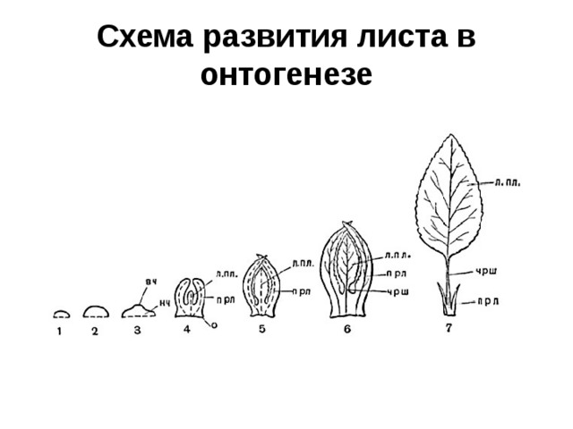 Схема развития листа в онтогенезе 