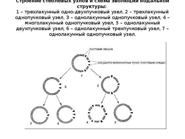 Строение стеблевых узлов и схема эволюции нодальной структуры:   1 – трехлакунный одно-двухпучковый узел, 2 – трехлакунный однопучковый узел, 3 – однолакунный однопучковый узел, 4 – многолакунный однопучковый узел, 5 – однолакунный двухпучковый узел, 6 – однолакунный трехпучковый узел, 7 – однолакунный однопучковый узел. 