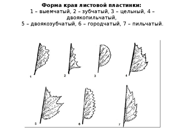 Форма края листовой пластинки:  1 – выемчатый, 2 – зубчатый, 3 – цельный, 4 – двоякопильчатый,  5 – двоякозубчатый, 6 – городчатый, 7 – пильчатый.   