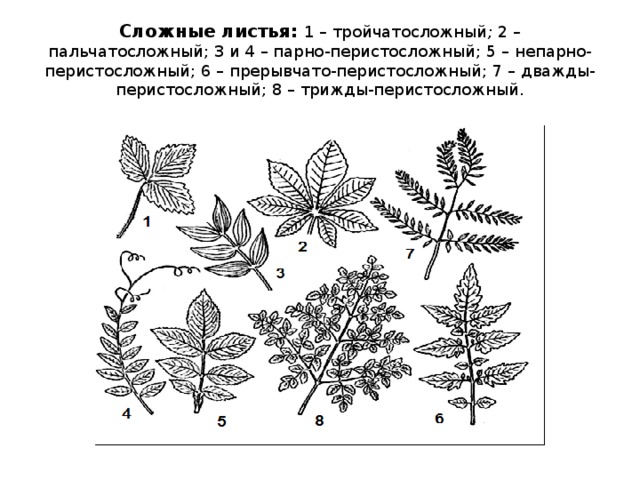 Сложные листья: 1 – тройчатосложный ; 2 – пальчатосложный; 3 и 4 – парно-перистосложный; 5 –  непарно - перистосложный;  6  –  прерывчато-перистосложный;  7  –  дважды-перистосложный;  8 – трижды-перистосложный. 
