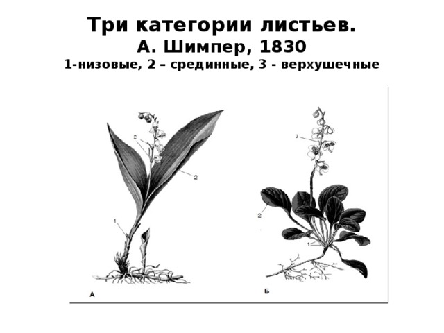 Три категории листьев.  А. Шимпер, 1830  1-низовые, 2 – срединные, 3 - верхушечные 