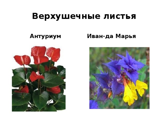 Верхушечные листья Антуриум Иван-да Марья 
