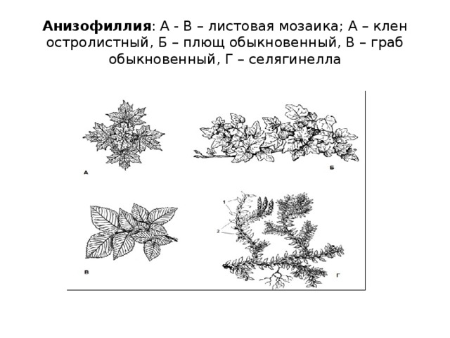 Анизофиллия : А - В – листовая мозаика; А – клен остролистный, Б – плющ обыкновенный, В – граб обыкновенный, Г – селягинелла 