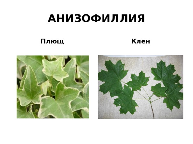 АНИЗОФИЛЛИЯ Плющ Клен 