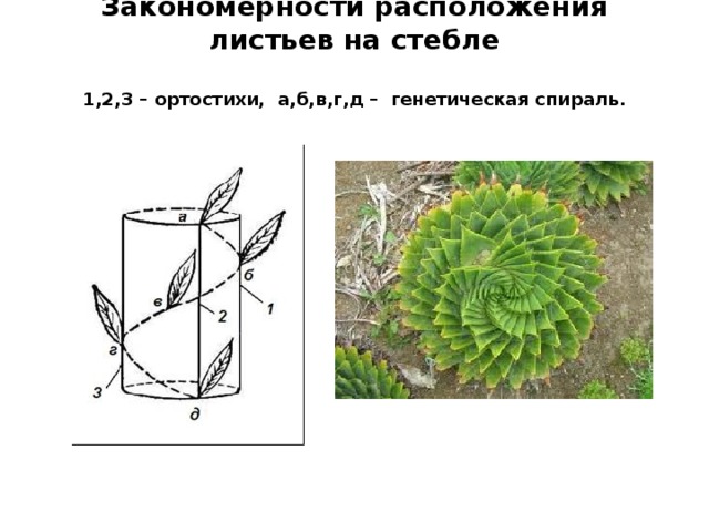 Закономерности расположения листьев на стебле   1,2,3 – ортостихи, а,б,в,г,д – генетическая спираль.   