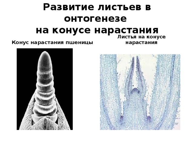 Развитие листьев. Конус нарастания Апекс. Конус нарастания листа. Конус нарастания у пшеницы. Почка элодеи с конусом нарастания.