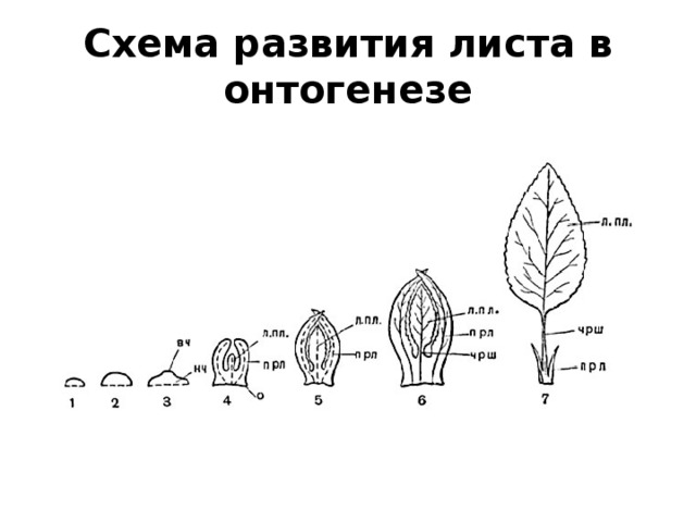 Развитие листа. Листья развиваются. Как развивается лист. Как происходит развитие листа.