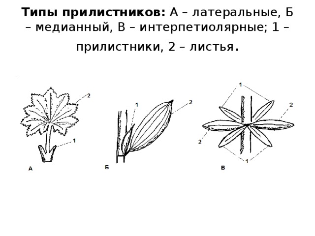 Типы прилистников: А – латеральные, Б – медианный, В – интерпетиолярные; 1 – прилистники, 2 – листья . 