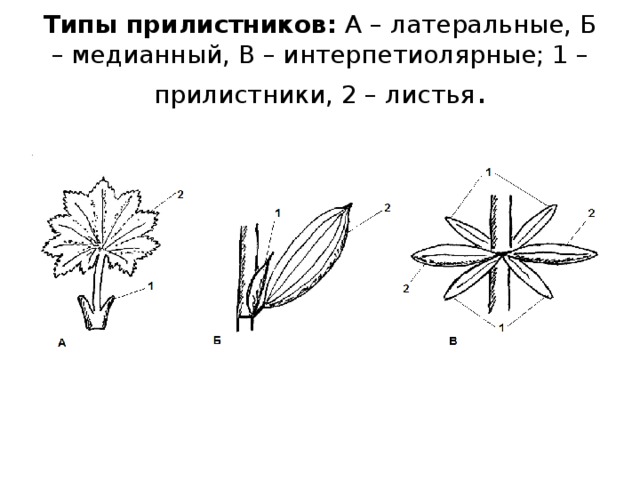 Покажите стрелками и подпишите на рисунке черешок прилистники листовую пластинку впр по биологии