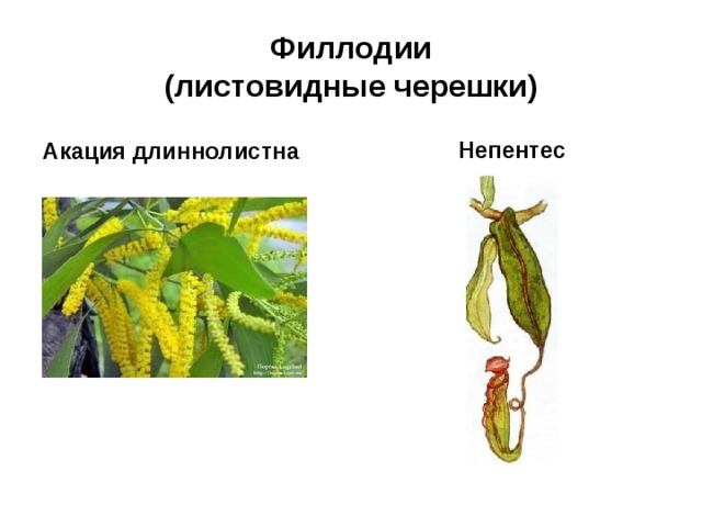 Филлодии  (листовидные черешки) Акация длиннолистна Непентес 