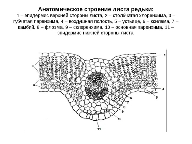 Анатомическое строение листа редьки:  1 – эпидермис верхней стороны листа, 2 – столбчатая хлоренхима, 3 – губчатая паренхима, 4 – воздушная полость, 5 – устьице, 6 – ксилема, 7 – камбий, 8 – флоэма, 9 – склеренхима, 10 – основная паренхима, 11 – эпидермис нижней стороны листа.   