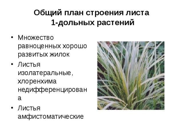 Общий план строения листа  1-дольных растений Множество равноценных хорошо развитых жилок Листья изолатеральные, хлоренхима недифференцирована Листья амфистоматические  