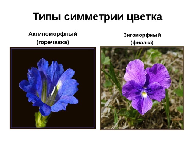 Типы симметрии цветка Актиноморфный (горечавка) Зигоморфный (фиалка) 