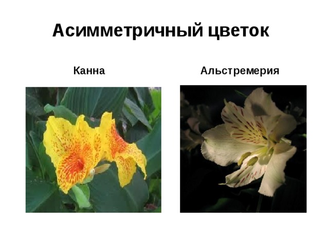 Асимметричный цветок  Канна Альстремерия 