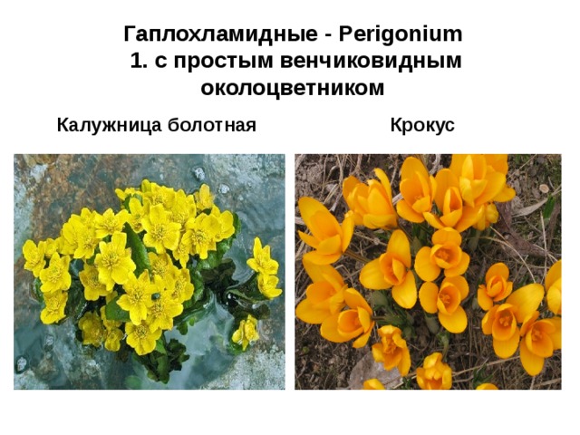 Гаплохламидные - Perigonium   1 . с простым венчиковидным околоцветником Калужница болотная Крокус 