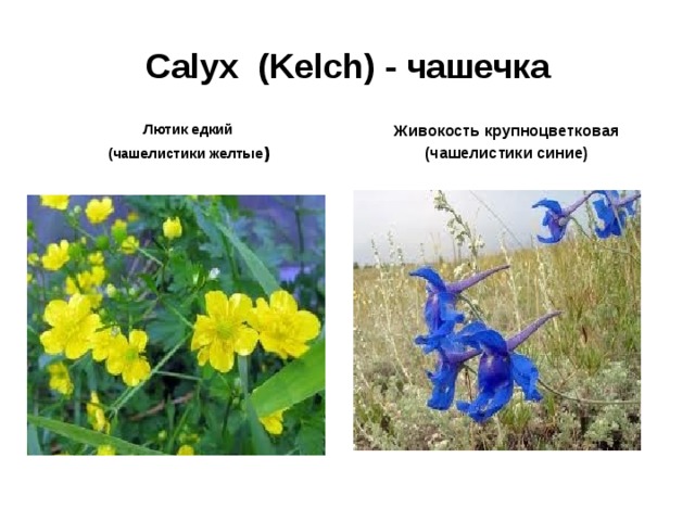 Calyx ( Kelch ) - чашечка Лютик едкий (чашелистики желтые ) Живокость крупноцветковая (чашелистики синие) 