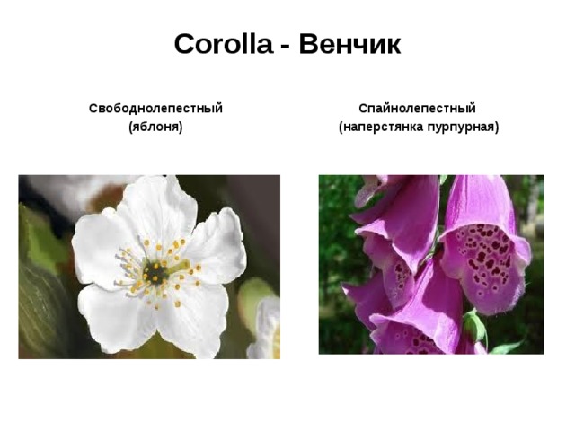 Corolla - Венчик Свободнолепестный ( яблоня ) Спайнолепестный (наперстянка пурпурная) 