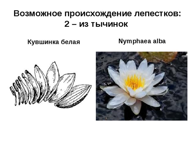 Возможное происхождение лепестков:  2 – из тычинок  Кувшинка белая Nymphaea alba 