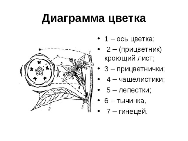 Диаграмма цветка 1 – ось цветка;  2 – (прицветник) кроющий лист; 3 – прицветнички;  4 – чашелистики;  5 – лепестки; 6 – тычинка,  7 – гинецей. 