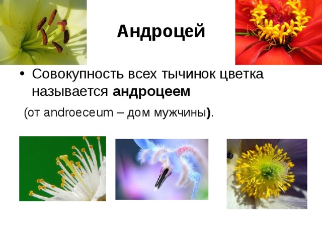 Андроцей Совокупность всех тычинок цветка называется андроцеем  (от androeceum – дом мужчины ) . 