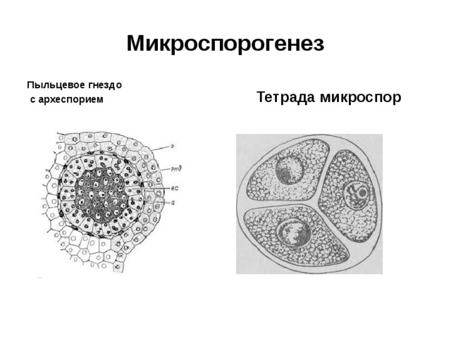 Микроспорогенез Пыльцевое гнездо  с археспорием Тетрада микроспор 