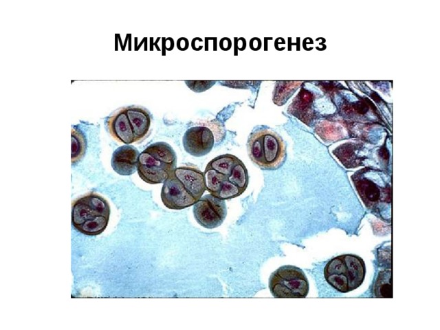 Микроспорогенез 