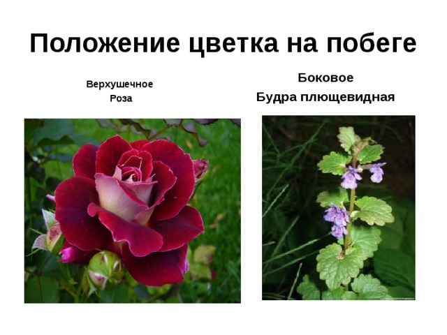 Положение цветка на побеге Боковое Будра плющевидная Верхушечное Роза 