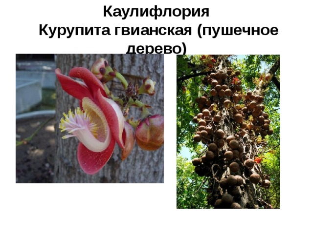 Каулифлория  Курупита гвианская (пушечное дерево) 