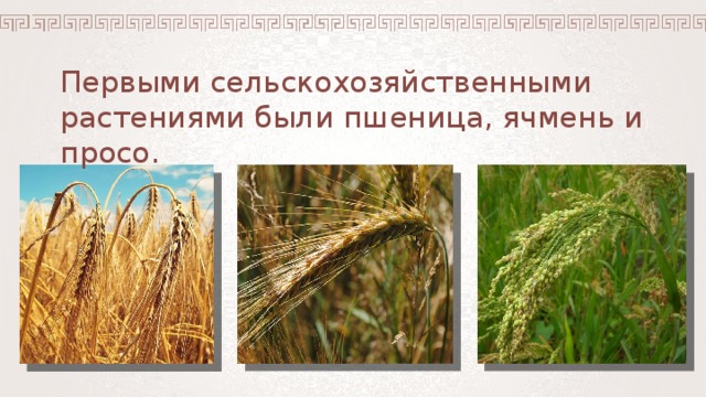 Первыми сельскохозяйственными растениями были пшеница, ячмень и просо.