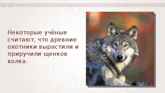 Некоторые учёные считают, что древние охотники вырастили и приручили щенков волка.