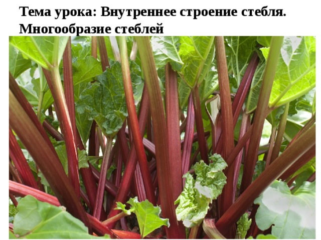 Тема урока: Внутреннее строение стебля. Многообразие стеблей   