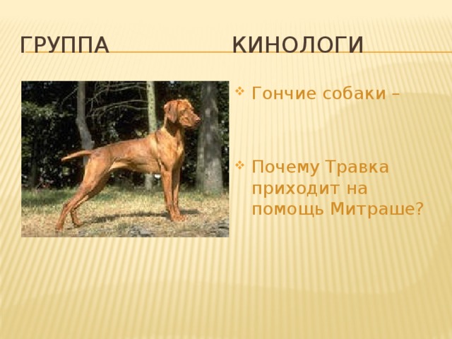 Гончий пес изложение 7 класс. Гончие псы. Собака гончая травка кладовая солнца. Вопросы на тему гончий пес. "Почему травка приходит на помощь Митраше?".