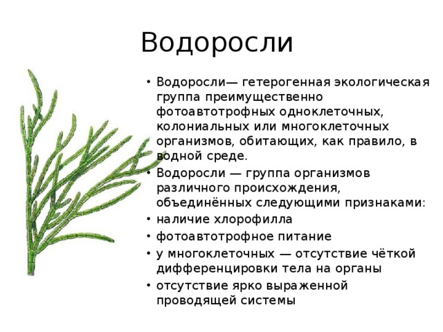 Группы водорослей таблица. Общая характеристика водорослей. Экологические группы водорослей. Водоросли экологическая группа организмов. Характеристика групп водорослей.