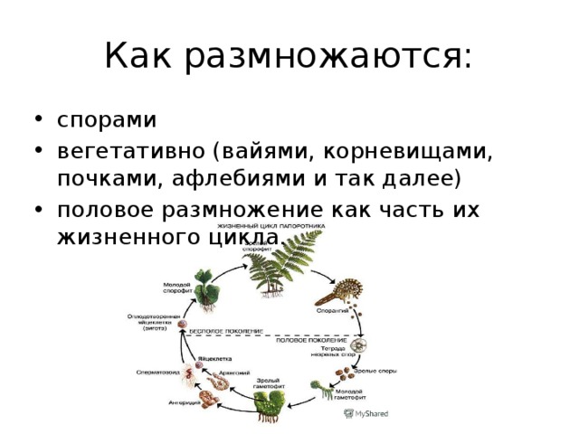 Спорами размножаются