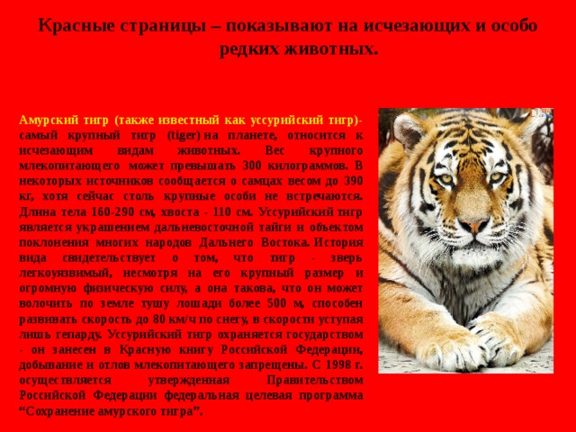 Животные из красной 2 класс. Сообщение на тему животные красной книги. Доклад о животных красной книги. Проект о животных красной книги. Проект о животном из красной.