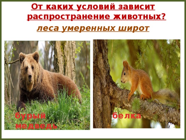Закономерности распространения животных. Леса умеренных широт животные. От каких условий зависит распространение животных. Животные наших умеренных широт. Животный мир лесов умеренных широт.