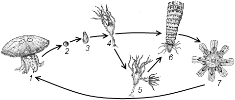 Цикл развития медузы рисунок с подписями