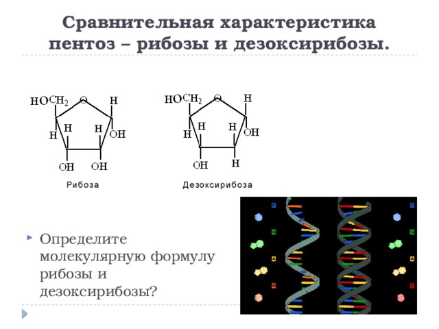 Рибоза класс соединений. Сравнительная характеристика пентоз рибозы и дезоксирибозы. Сравнительная характеристика пентоз рибозы и дезоксирибозы таблица. Молекулярная формула рибозы и дезоксирибозы. Дезоксирибоза цикл.