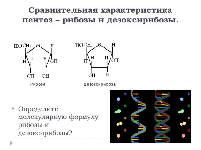 Рибоза состоит из