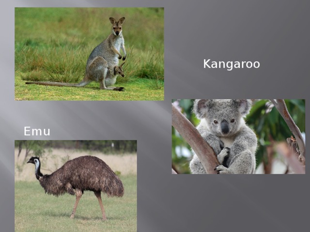  Kangaroo Emu  Koala 