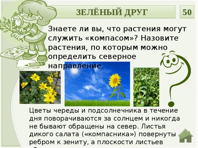 ЗЕЛЁНЫЙ ДРУГ 50 Знаете ли вы, что растения могут служить «компасом»? Назовите растения, по которым можно определить северное направление. Цветы череды и подсолнечника в течение дня поворачиваются за солнцем и никогда не бывают обращены на север. Листья дикого салата («компасника») повернуты ребром к зениту, а плоскости листьев обращены на восток и запад.  