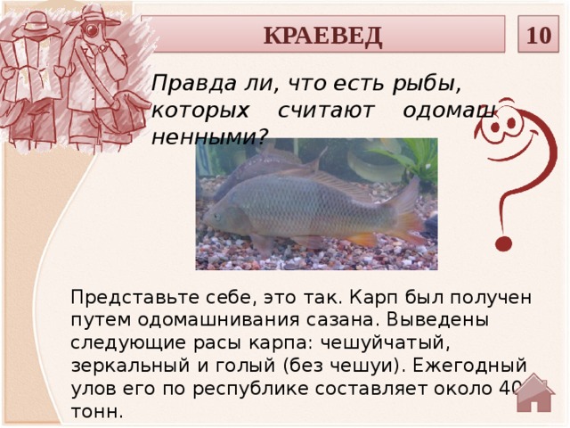 КРАЕВЕД 10 Правда ли, что есть рыбы, которых считают одомаш­ненными? Представьте себе, это так. Карп был получен путем одомашнивания сазана. Выведены следующие расы карпа: чешуйчатый, зеркальный и голый (без чешуи). Ежегодный улов его по республике составляет около 400 тонн.  