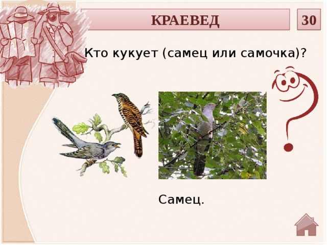 КРАЕВЕД 30 Кто кукует (самец или самочка)? Самец.  