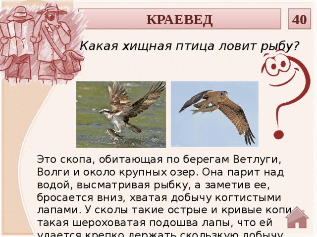 КРАЕВЕД 40 Какая хищная птица ловит рыбу? Это скопа, обитающая по берегам Ветлуги, Волги и около крупных озер. Она парит над водой, высматривая рыбку, а заметив ее, бросается вниз, хватая добычу ког­тистыми лапами. У сколы такие острые и кривые копи, такая шероховатая подошва лапы, что ей удается крепко держать скользкую добычу.  