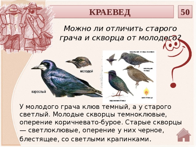 КРАЕВЕД 50 Можно ли отличить старого грача и скворца от молодого? У молодого грача клюв темный, а у старого светлый. Молодые скворцы темноклювые, оперение коричневато-бурое. Старые скворцы — светлоклювые, оперение у них черное, блестящее, со светлыми крапинками .  